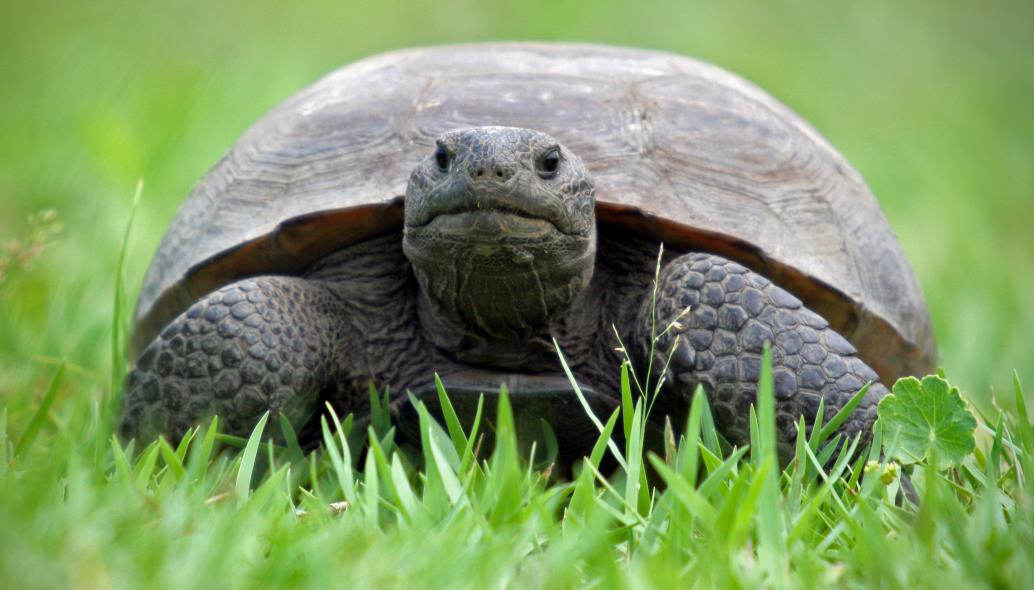 Florida_Gopher_Tortoise