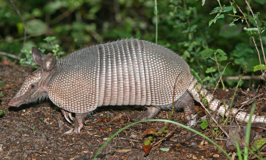 Nine-banded_Armadillo