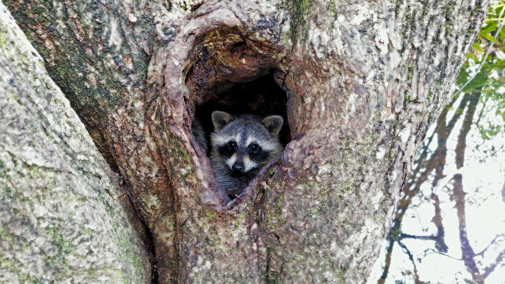 Raccoon in Pond Apple