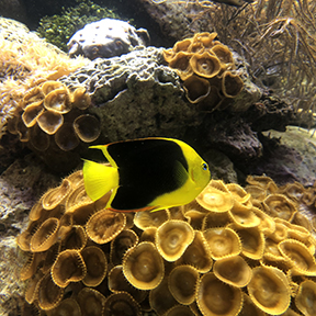 Aquarium Yellow Angelfish