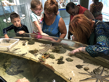 Guests checking out the touch tank