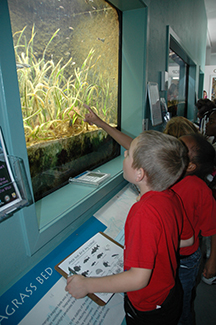 school kids in pointing at the seagrass tank