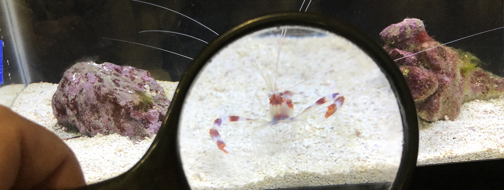 Magnifying glass look at a peppermint shrimp