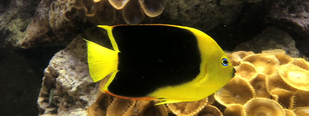 Yellow Angelfish inside the Coral Reef Exhibit