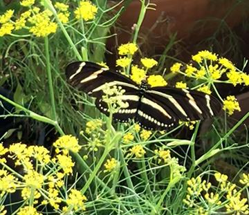 Zebra long-wing butterfly