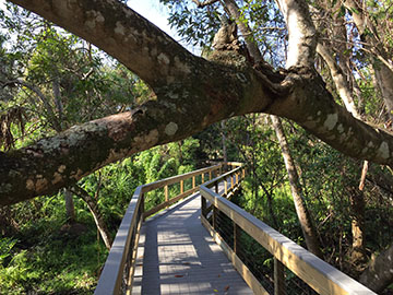 Moore Preserve Boardwalk