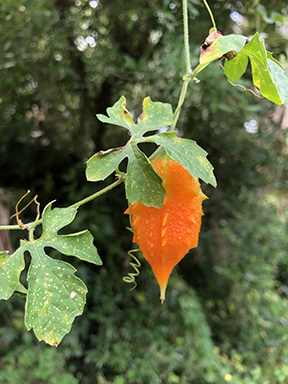 Strange wild fruit