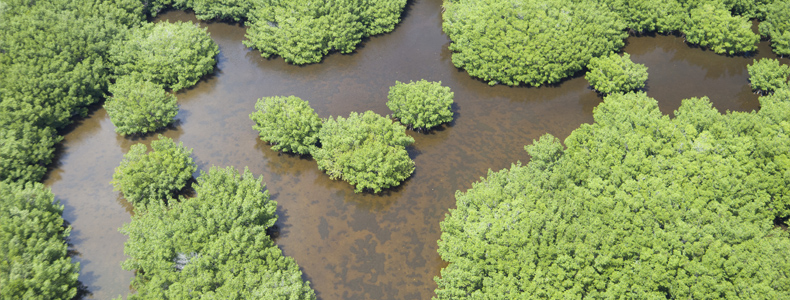 Drone view of wetlands in Bear Point