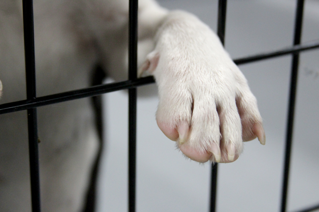 white puppy paw inside shelter