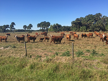 Cattle ranch in western St. Lucie County