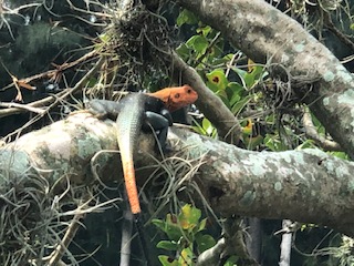 Invasive Africian Rainbow Lizard