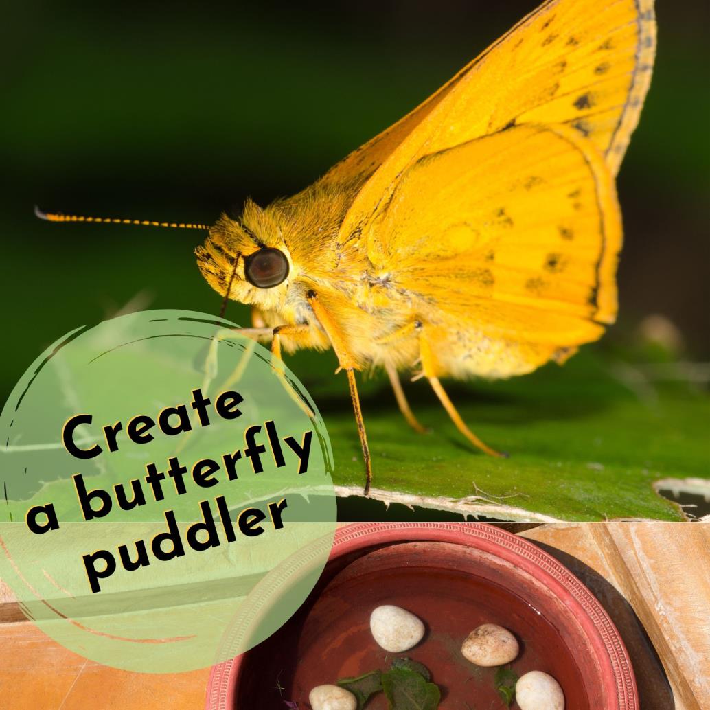 yellow butterfly on a leaf, plates with rocks and water