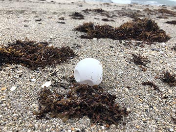 sea turtle egg distrubed by hurricane