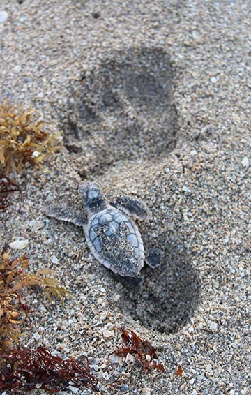 sea turtle in footprint sand