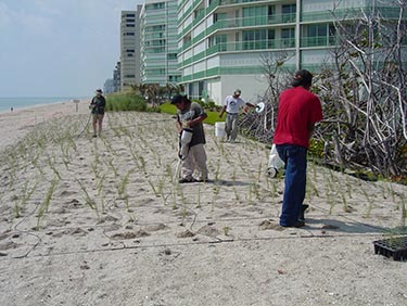 2006 dune planting