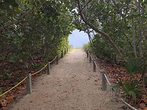 primative beach access lined with sea grape trees