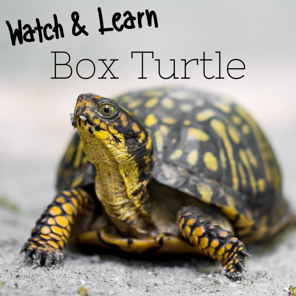 Photo of Box turtle, Text: Watch and Learn: Box turtle