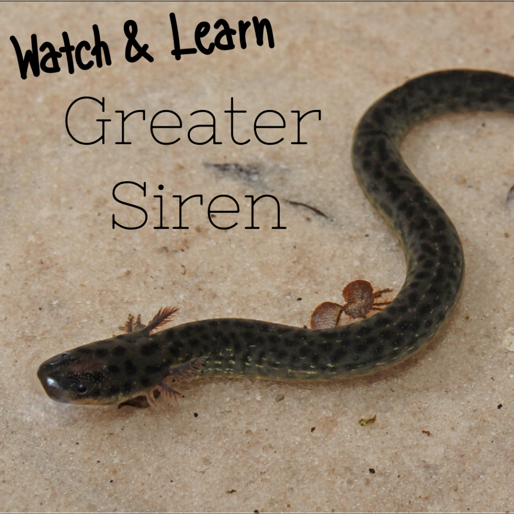 Photo of Greater Siren in water, Text: Watch and Learn: Greater Siren