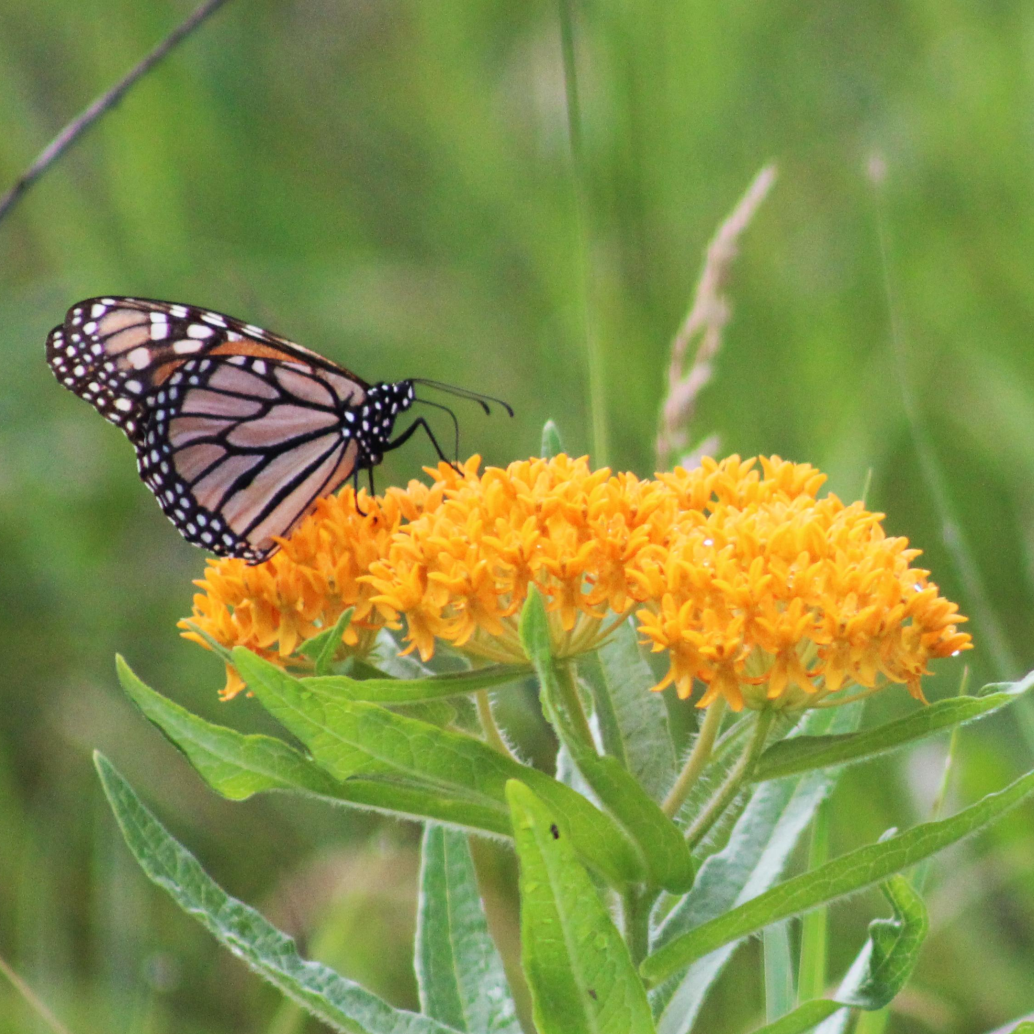 Photo of Monarch Butterfly on Milkweed