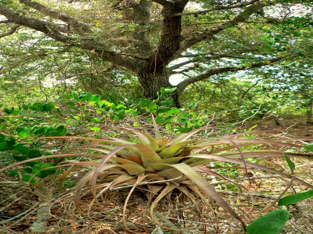 Bromiliad- Sand live Oak III