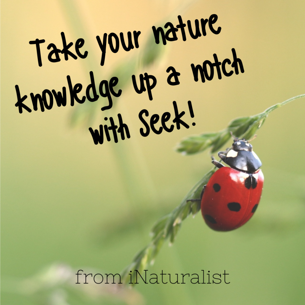 Photo: ladybug on grass, Text: Take your nature knowledge up a notch with Seek! from iNaturalist