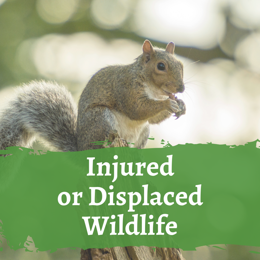 Injured or Displaced Wildlife, squirrel sitting on a stump