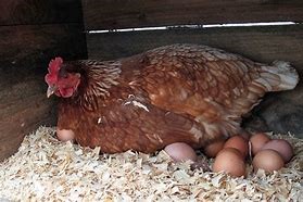 brown chicken with eggs