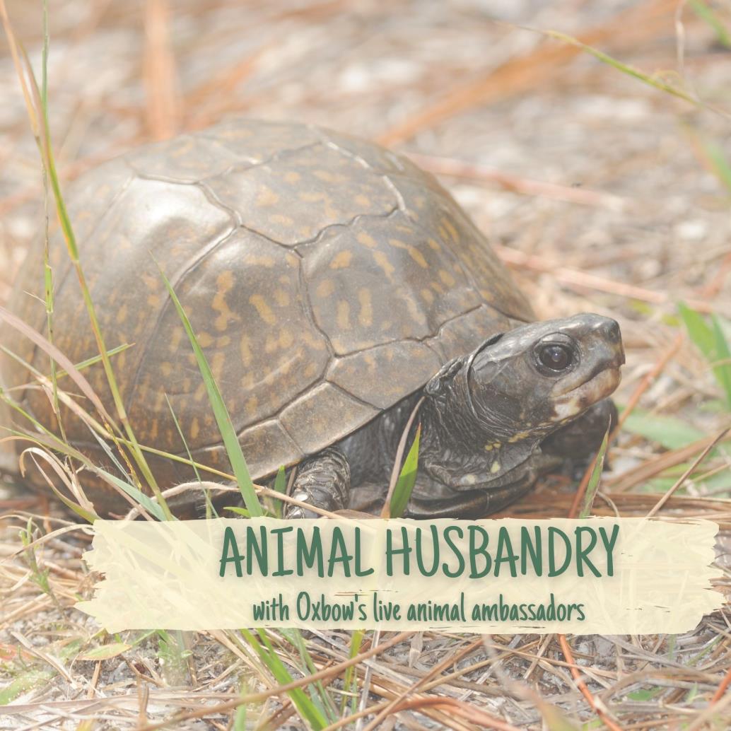 box turtle walking in sand