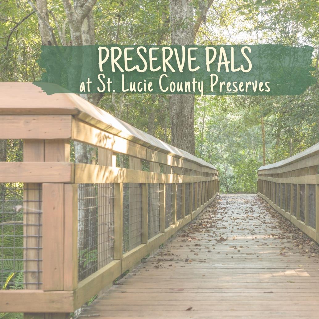 wooden boardwalk through tall trees