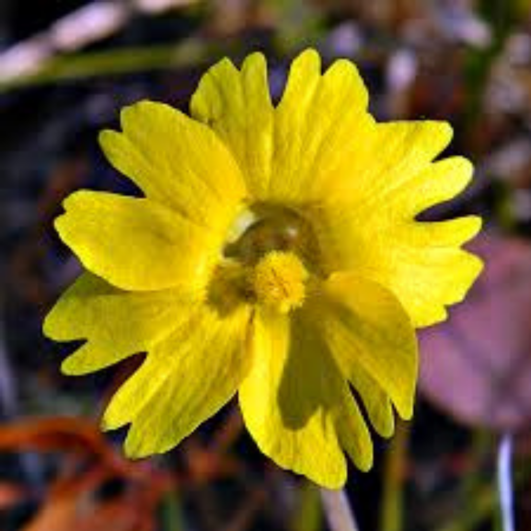 Yellow Butterwort Flower