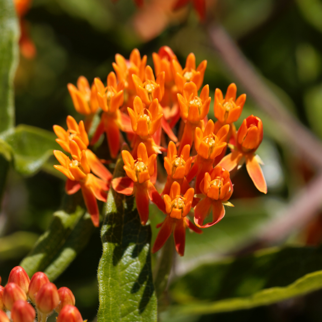 Hammock Snakeroot