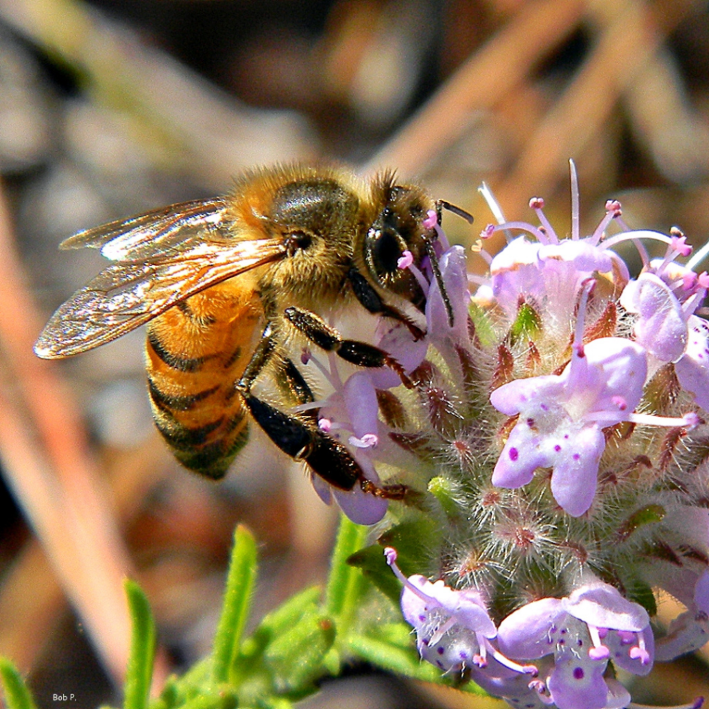 Wild Pennyroyal Flower