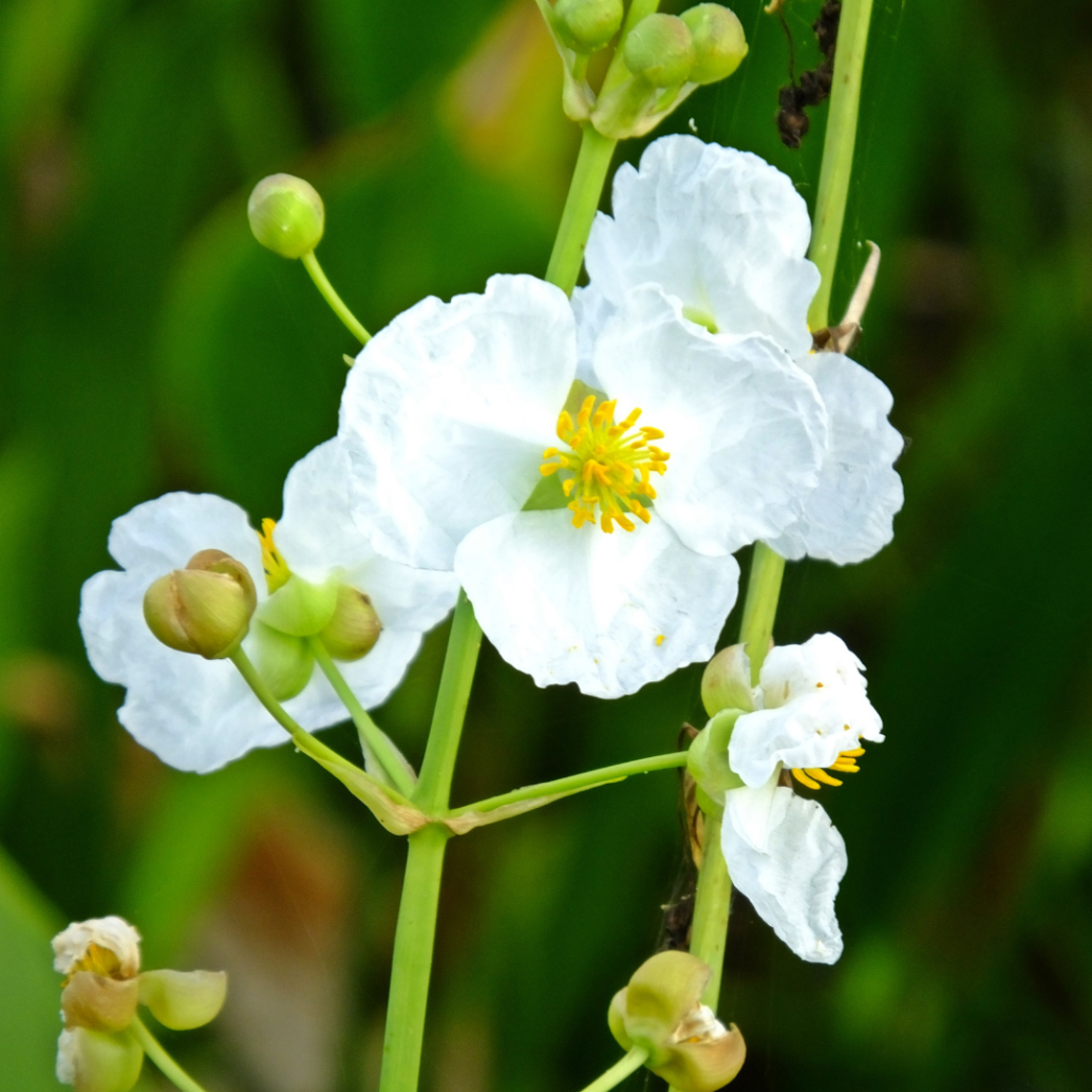 Southern Bee Blossom