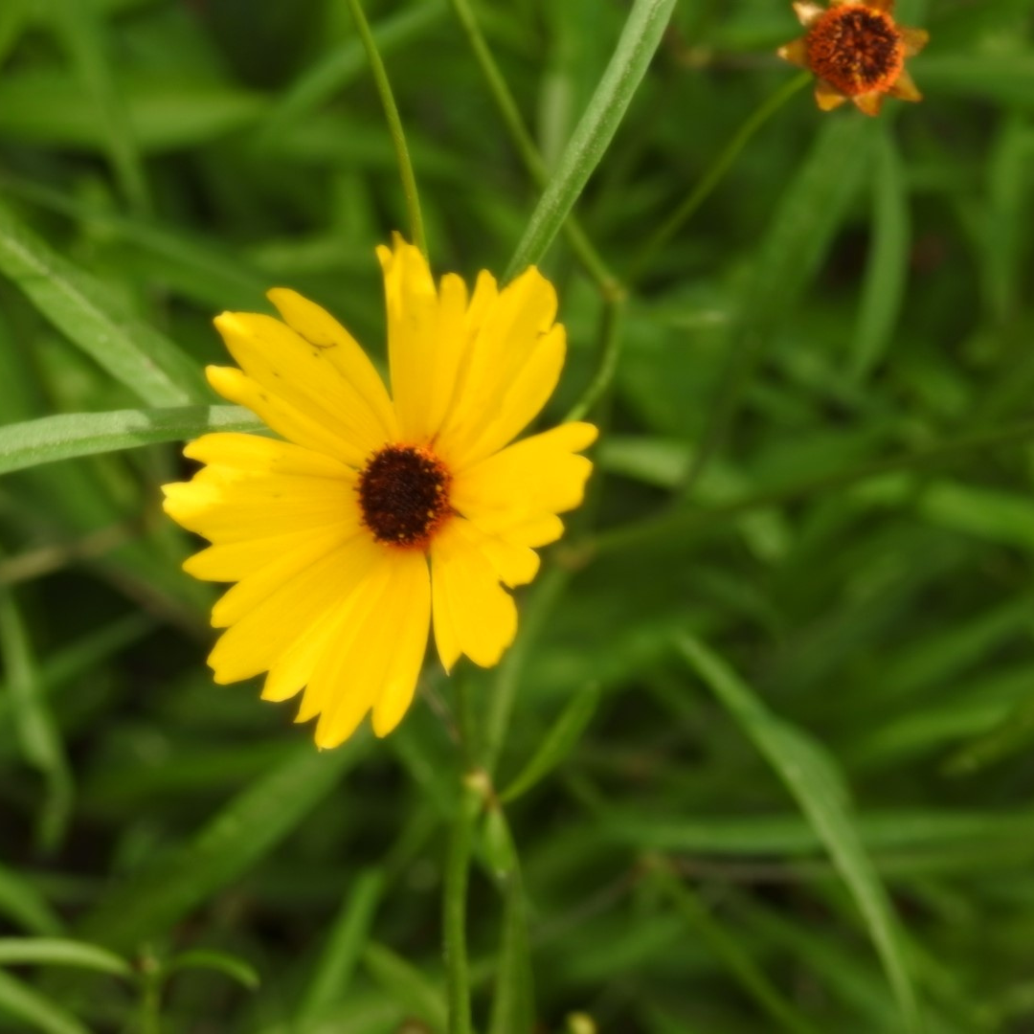 bee on hempvine