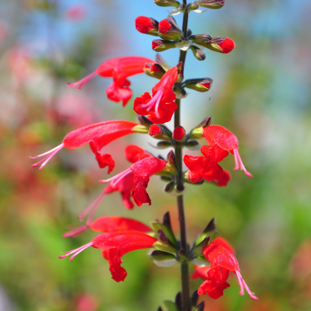 Photo of Scorpion Tail Flowers