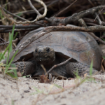 Photo of Juvenile gopher tortoise