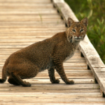 Photo of Bobcat