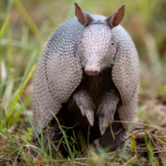 Photo of Wild Hogs on Trail