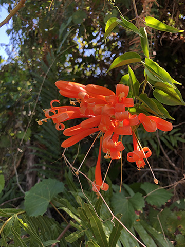 Orange wildflower