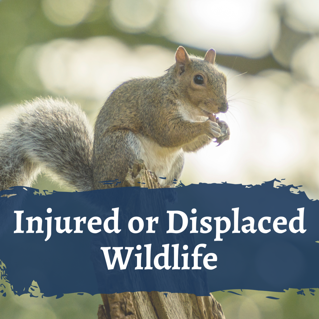 Injured or Displaced Wildlife