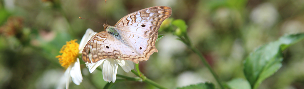 butterfly on wildflower at 10-mile creek