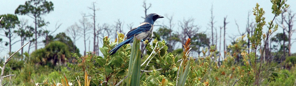 Blue Scrub Jay at Sheraton Scrub Preserve