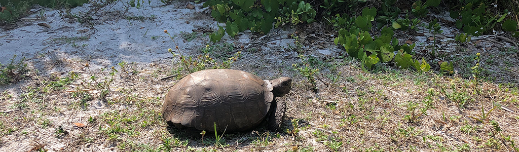 gopher tortoise at Walton Scrub