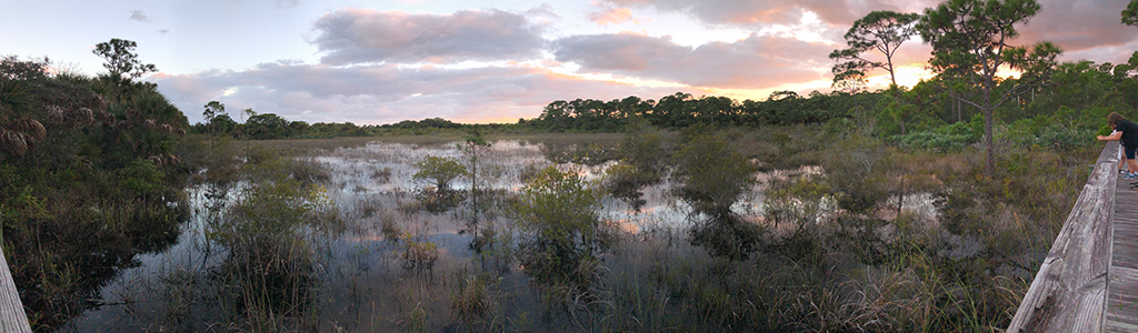 Indrio Savannahs Preserve pano view of wetlands