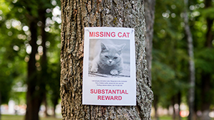 Lost Cat poster