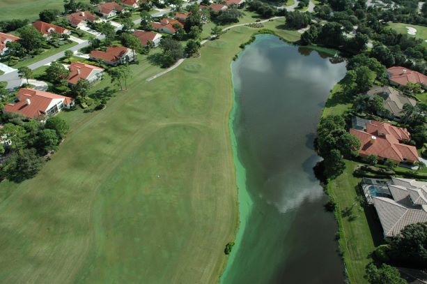 Pond with green algea bloom