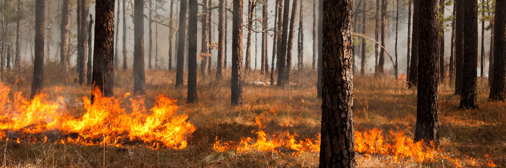 low flames in grass and pines