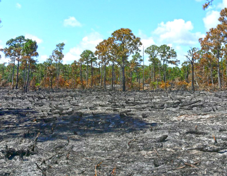 area of burned preserve