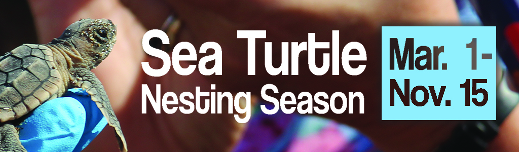 Sea Turtle Nesting Season March 1 - November 15