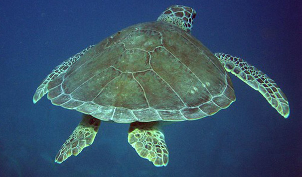 Green Turtle